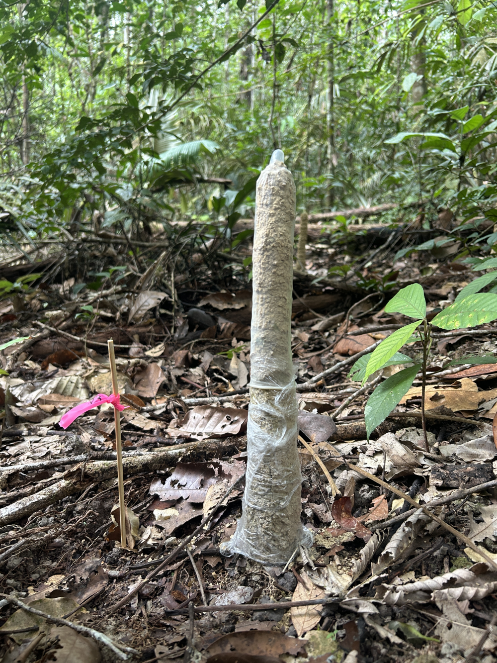 a cicada tower sticking out of the forest floor with a condom over the top a cicada tower sticking out of the forest floor with a condom over the top